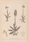 Herbier de la flore française Pl.1022
