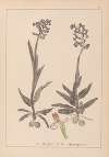 Herbier de la flore française Pl.1023