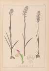 Herbier de la flore française Pl.1024