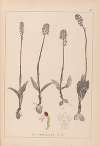 Herbier de la flore française Pl.1026