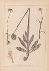 Herbier de la flore française Pl.1027