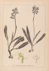 Herbier de la flore française Pl.1033