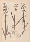 Herbier de la flore française Pl.1034