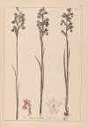 Herbier de la flore française Pl.1035