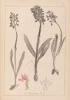 Herbier de la flore française Pl.1037