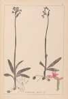 Herbier de la flore française Pl.1039