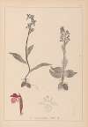 Herbier de la flore française Pl.1040