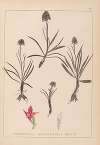Herbier de la flore française Pl.1046