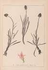 Herbier de la flore française Pl.1047