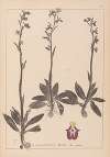 Herbier de la flore française Pl.1049