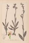Herbier de la flore française Pl.1050