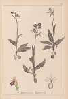 Herbier de la flore française Pl.1052