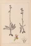 Herbier de la flore française Pl.1053
