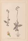 Herbier de la flore française Pl.1055
