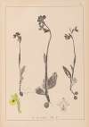 Herbier de la flore française Pl.1057