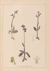 Herbier de la flore française Pl.1058
