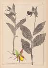 Herbier de la flore française Pl.1059