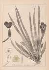 Herbier de la flore française Pl.1061
