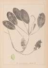 Herbier de la flore française Pl.1069