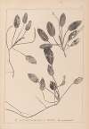 Herbier de la flore française Pl.1071