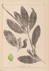 Herbier de la flore française Pl.1076