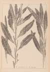 Herbier de la flore française Pl.1077