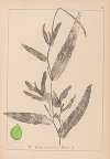 Herbier de la flore française Pl.1078
