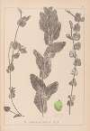 Herbier de la flore française Pl.1079