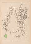 Herbier de la flore française Pl.1084