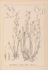 Herbier de la flore française Pl.1092