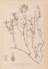Herbier de la flore française Pl.1094