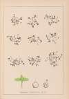 Herbier de la flore française Pl.1100