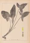 Herbier de la flore française Pl.1107