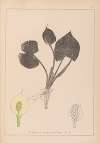 Herbier de la flore française Pl.1110