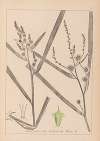 Herbier de la flore française Pl.1118