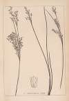 Herbier de la flore française Pl.1130
