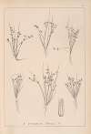 Herbier de la flore française Pl.1134