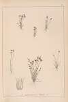 Herbier de la flore française Pl.1135