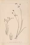 Herbier de la flore française Pl.1140