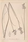 Herbier de la flore française Pl.1143