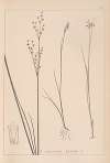 Herbier de la flore française Pl.1144