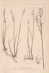 Herbier de la flore française Pl.1145