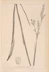 Herbier de la flore française Pl.1149