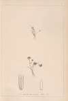 Herbier de la flore française Pl.1152