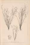 Herbier de la flore française Pl.1153
