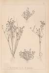 Herbier de la flore française Pl.1156
