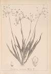Herbier de la flore française Pl.1157