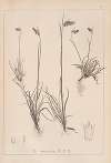 Herbier de la flore française Pl.1170