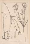 Herbier de la flore française Pl.1172