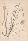 Herbier de la flore française Pl.1173